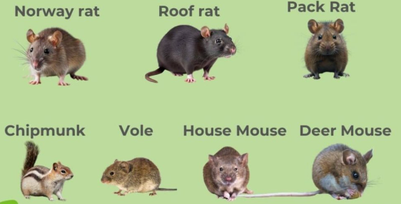 Image Rodents Pest