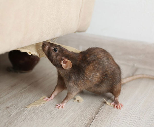 Rodent Infestations