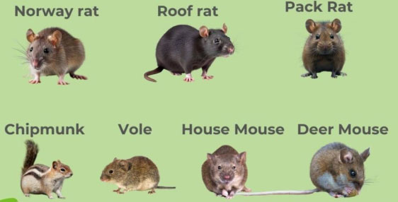 Rodent Pest Prevention